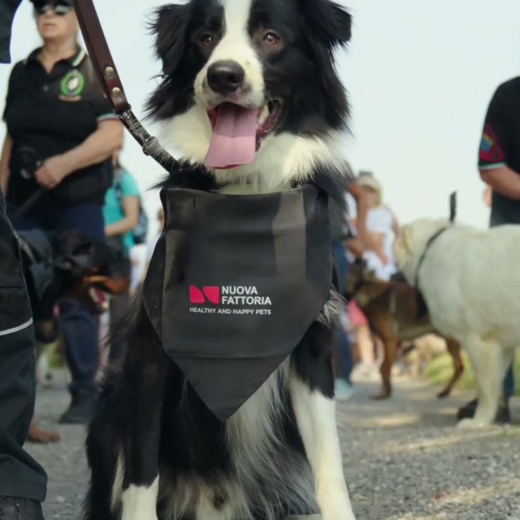 Un border collie con la bandana Nuova Fattoria durante la corsa dei cani