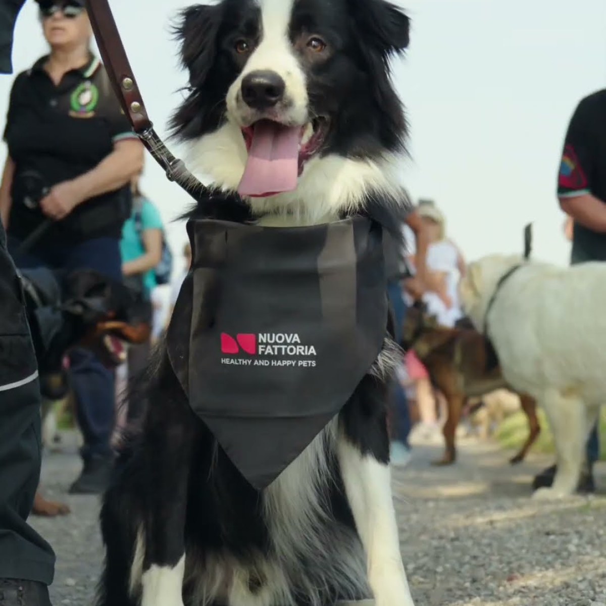 Un border collie con la bandana Nuova Fattoria durante la corsa dei cani