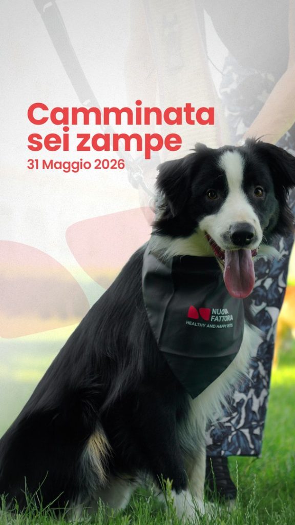 Copertina del video della camminata a sei zampe di Nuova Fattoria