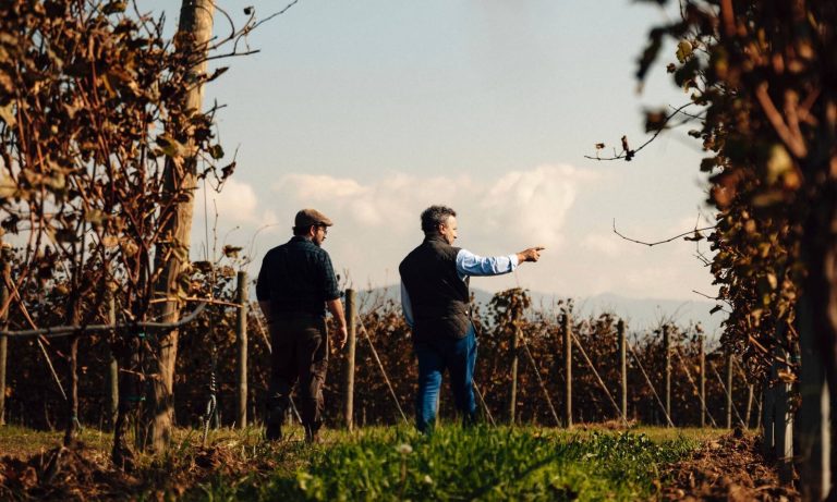 I vigneti di Tenuta Ambrosini in Franciacorta, a Cazzago San Martino